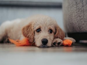 توقف برداشت‌های شبکه DOGE